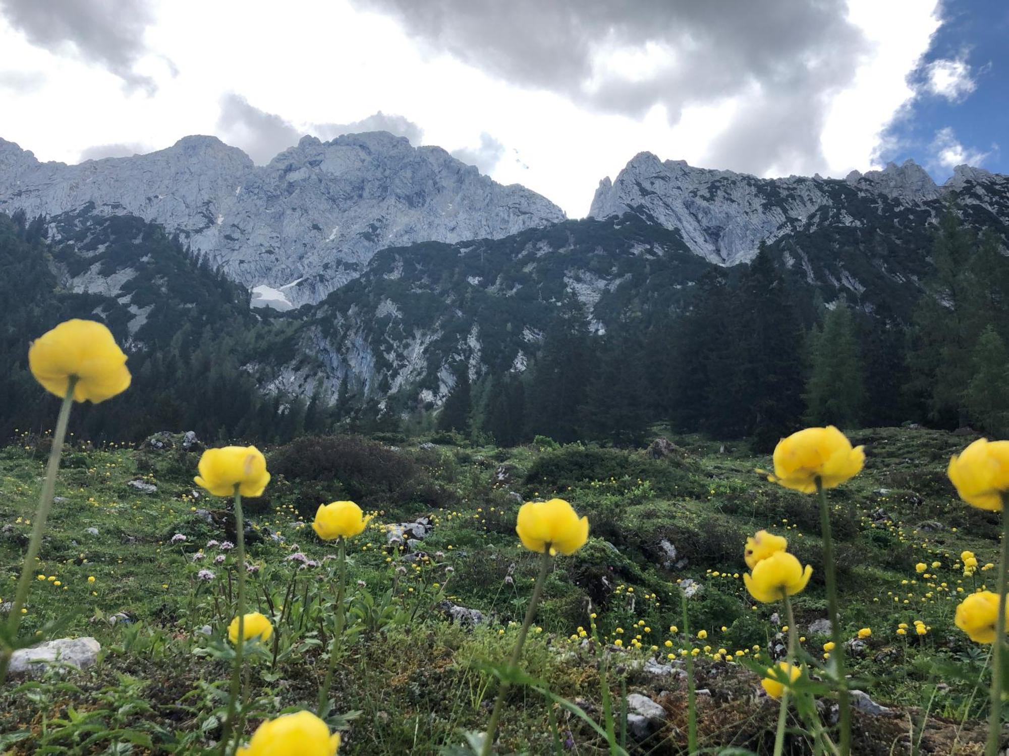 Otto Steiner Appartements Pension Ellmau & Wilder Kaiser ภายนอก รูปภาพ